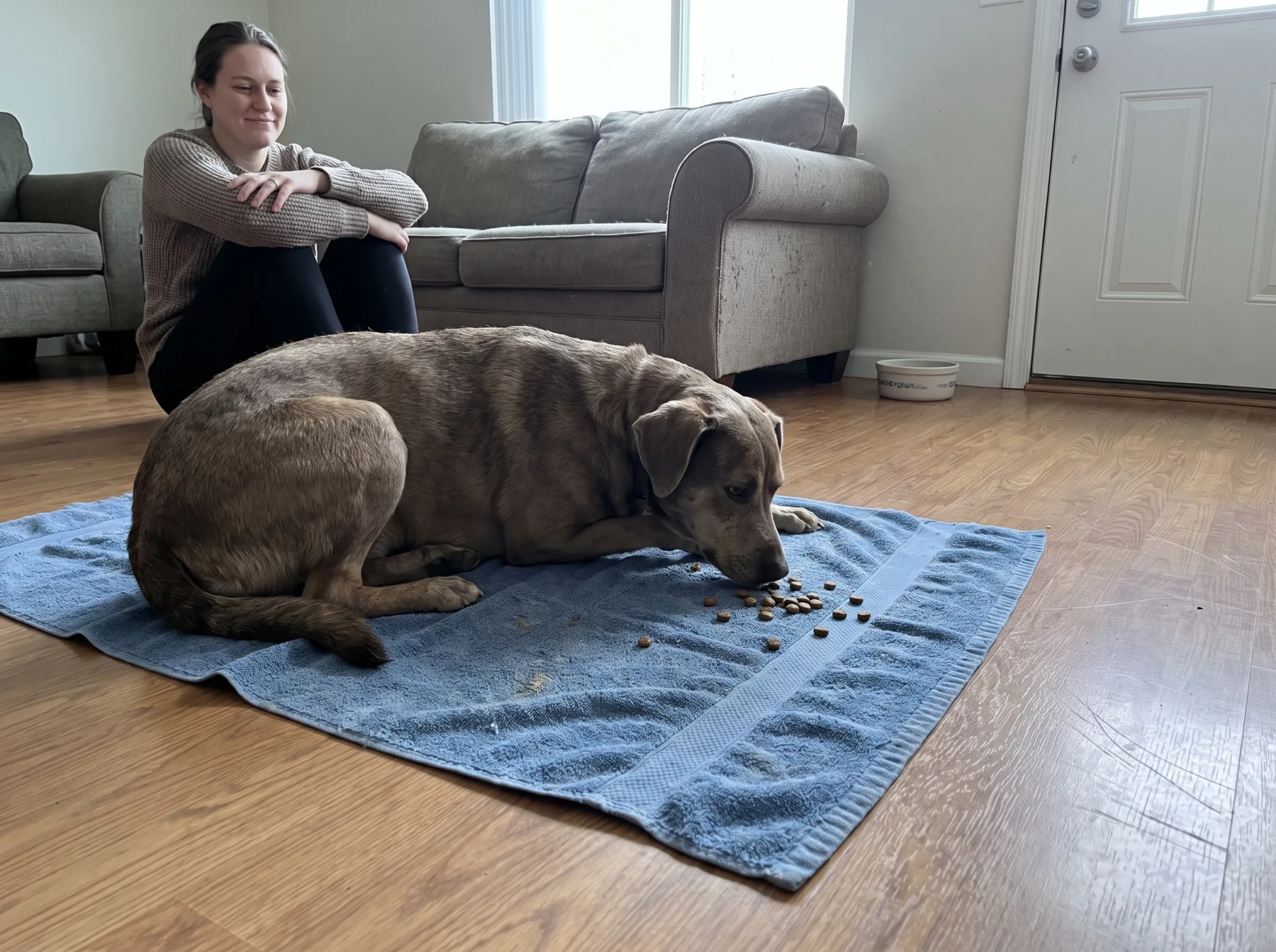 Dog sniffs scattered kibble on a blue towel while a woman sits nearby indoors.